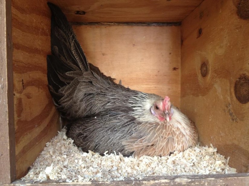 broody hen